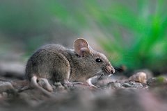 ��ʮ�������������˺���