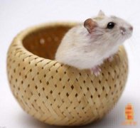 ʮ���������������˺���