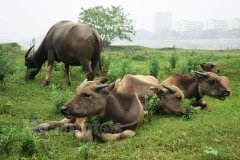 十月出生的属牛人命运好吗?
