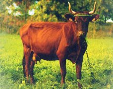 ʮ��������ţ�����˺���