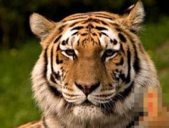 十一月出生的属虎人命运好吗?