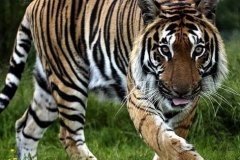 ʮ���������������˺���