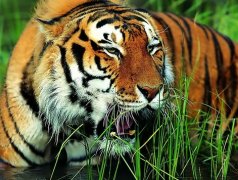 ʮ���������������˺���