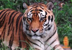 ��ʮ���������������˺���