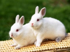 八月出生的属兔人命运好吗?