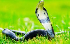 七月出生的属蛇人命运好吗?