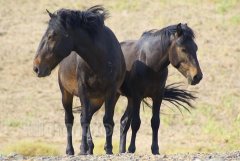 十六日生属马人命运好吗?