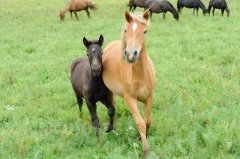 十七日生属马人命运好吗?