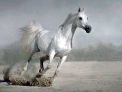 二十七日生属马人命运好吗?