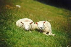 二月出生的属羊人命运好吗?