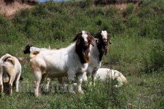 ��ʮ���������������˺���