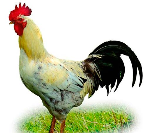 九月出生的属鸡人命运好吗?