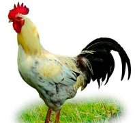 �����������������˺���