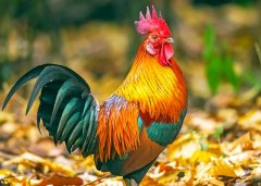 �����������������˺���