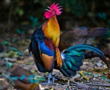 ��ʮ�������������˺���