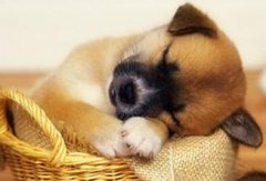 ���³��������������˺���?