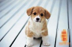 ʮ�³��������������˺���?