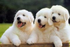 �����������������˺���