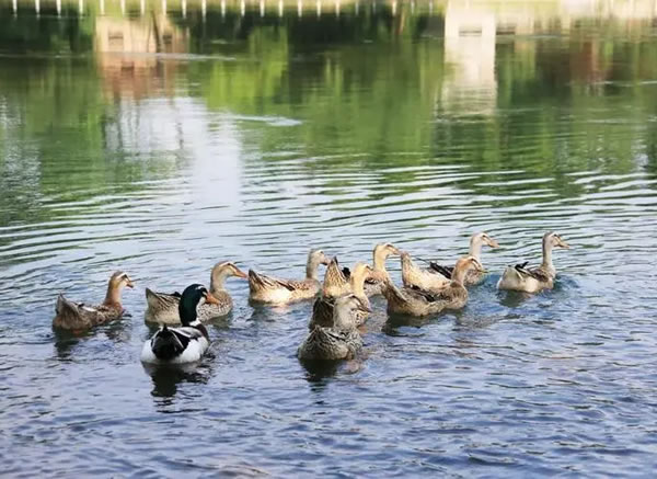 �μ�Ѽ�� �μ�Ѽ�Ӻ���