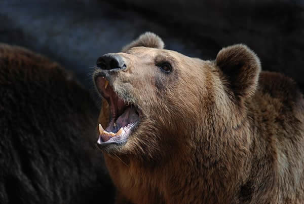 �μ����� �μ�����ʲôԤ�� �μ����ܺò���