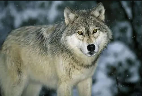 �μ��� �μ��Ǻò��� �μ�����ʲôԤ��