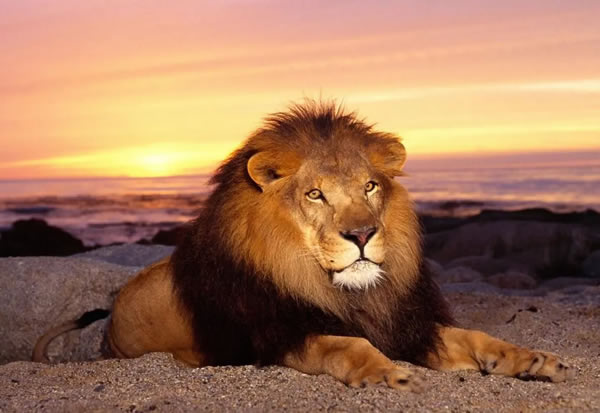 �μ�ʨ�� �μ�ʨ����ʲôԤ��