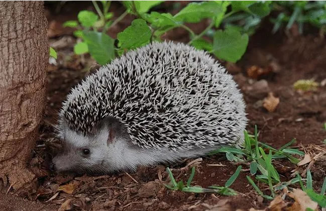 �μ���� �����μ������ʲôԤ�� �μ���⬺ò��ã�