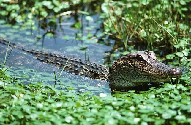 �μ����� �����μ�������ʲôԤ�� �μ�����ò���