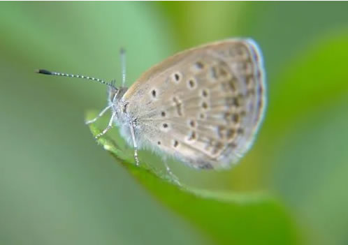 �μ��ɶ� �����μ��ɶ���ʲôԤ�� �μ��ɶ�ò���