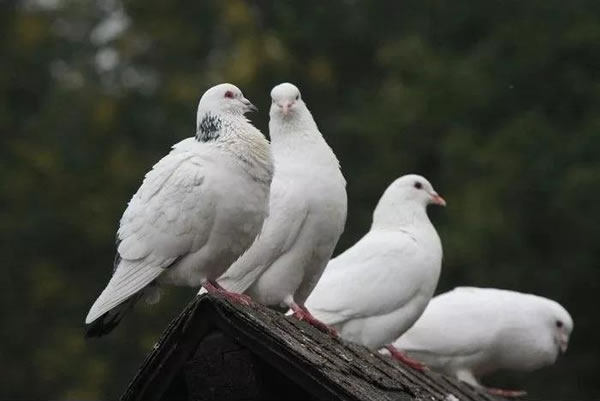 �μ����� �����μ����Ӻò��� �μ�������ʲôԤ��