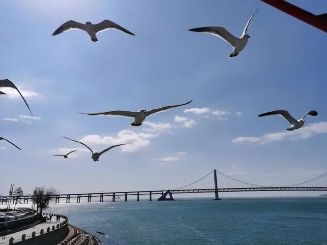 �μ���Ÿ �����μ���Ÿ��ʲôԤ�� �μ���Ÿ�ò���