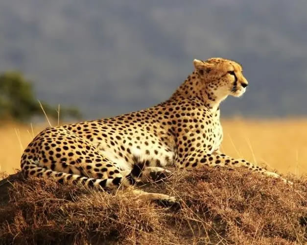 �μ���Ǯ�� �μ���Ǯ����ʲôԤʾ