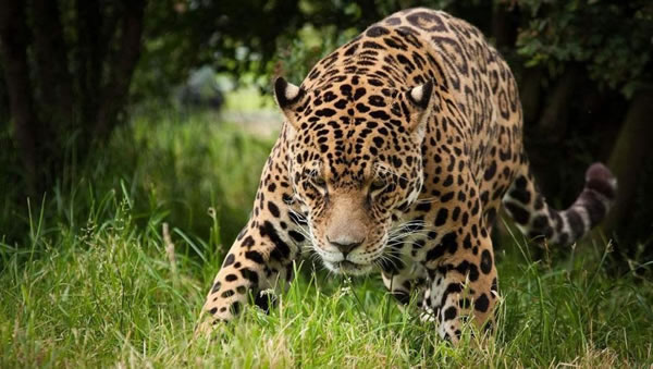 �μ��Ա� �ܹ������μ��Ա�