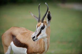 �μ����� �μ�������ʲôԤ�� �ò���