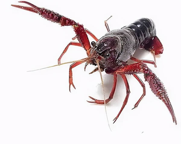 �μ���Ϻ �����ε���Ϻ��ʲôԤ��