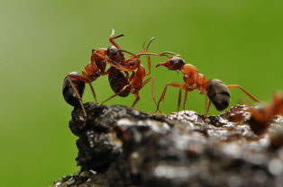 �μ����� �ܹ������μ�������ʲôԤ�� �ò���