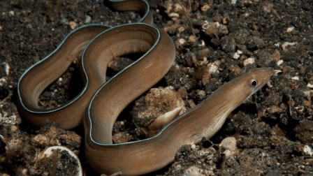 �μ����� �μ�������ʲôԤʾ