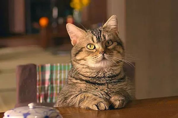 �μ�è �μ�è�ò��� �μ�è��ʲôԤʾ