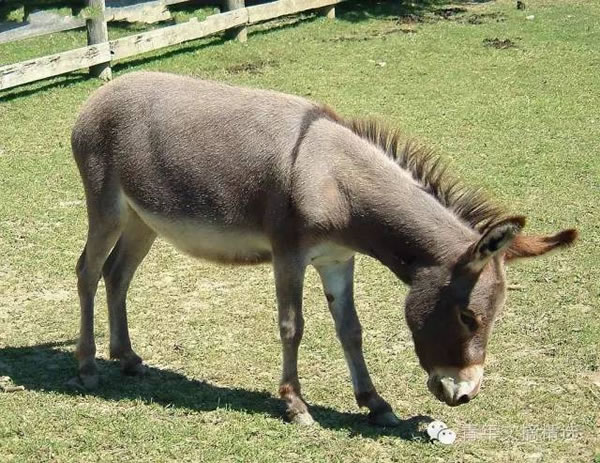 �μ�ë¿ �ܹ������μ�ë¿��ʲôԤʾ �ò���