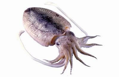 �μ�ī�� �ܹ������μ�ī�����ʲô