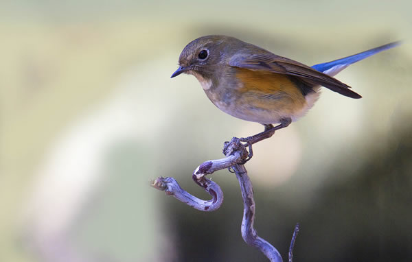 �μ��� �μ�ץ��ò��� �μ�����ʲôԤ��