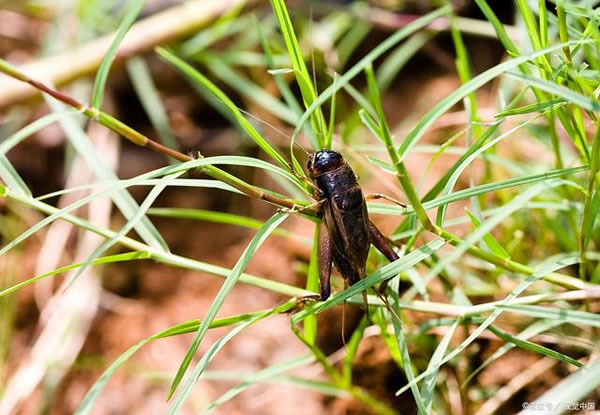 �μ����ж� �μ����ж��ò���