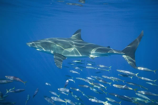 �μ����� �μ�����ò��� ��ʲôԤʾ