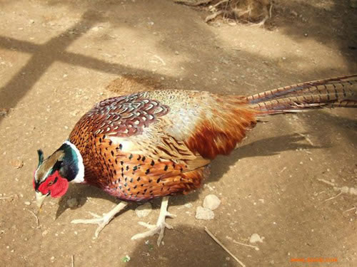 �μ�ɽ�� �μ�ɱ����ʲôԤ��