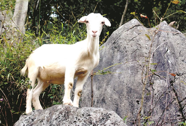 �μ�ɽ�� �μ�ɽ��ò���