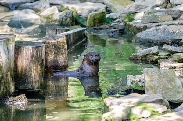 �μ�ˮ����ʲôԤ��