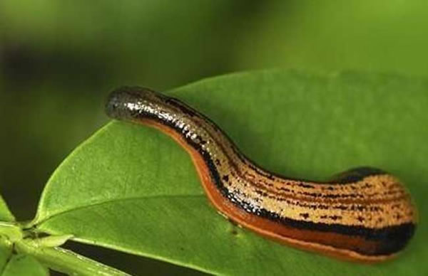 �μ�ˮ����ʲôԤ��