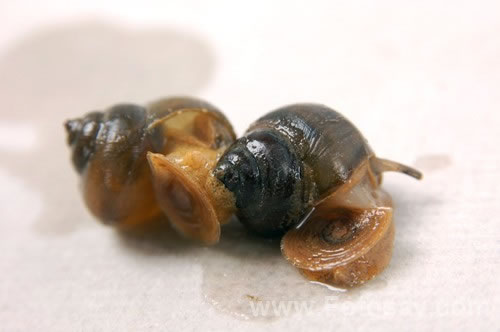 �μ����� ������ʲôԤ��