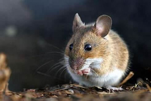 �μ�������ʲôԤ��