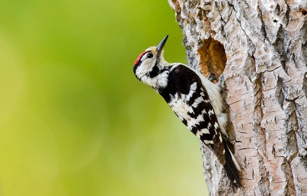 �μ���ľ��